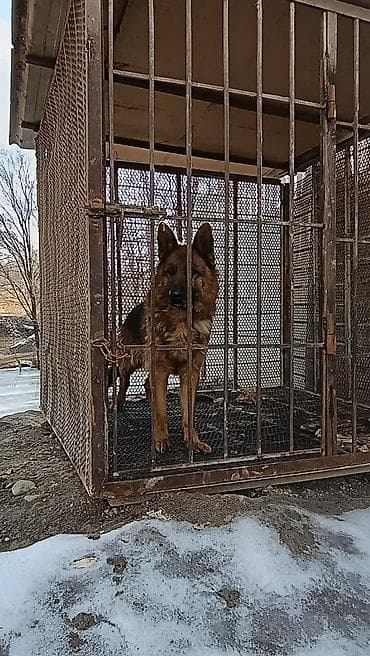 продам собаку доска объявлений: Немецкая овчарка, 3 года, Самец, С прививкой — 2