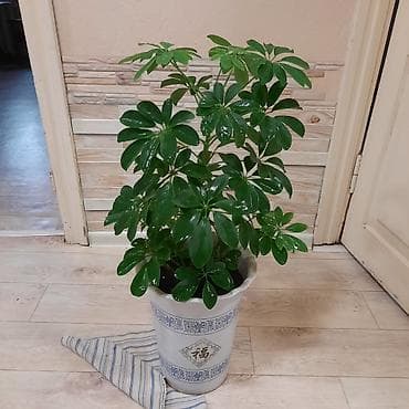 себе: Комнатные растения в декоративных горшках: 1) Шеффлера (Schefflera — 2