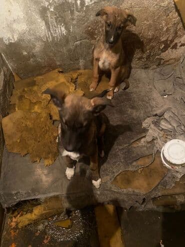 продам собаку: Овчарка, 2 месяца, Самка — 11