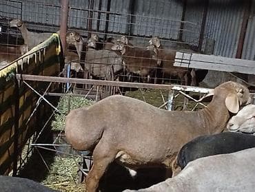 цыплята индюки: Продаю | Овца (самка) | Для разведения | Матка — 3