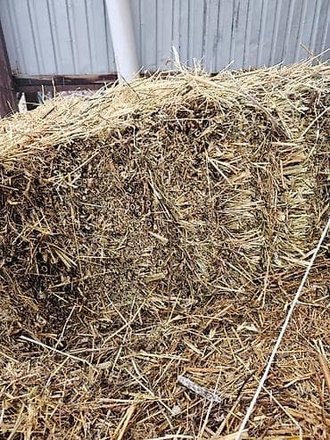 сладкий кукуруз: Сено в тюках - Натуральное луговое сено, спрессованное в — 3