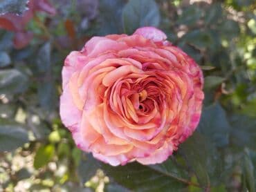 декоративные растения: Около 300 видов Саженцы садовых роз (разные сорта и окраски) - — 15