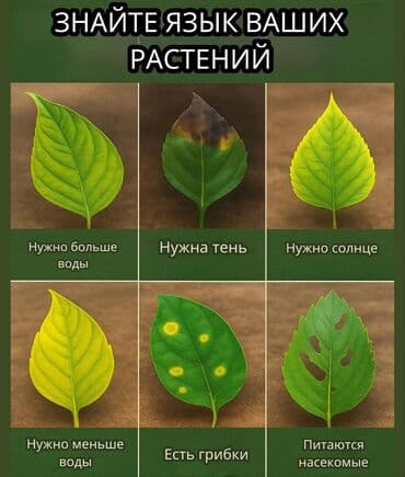 фикус пальма: Срочно срочно не дорого каждая по 1100 сомов. Продаю комнатные — 9