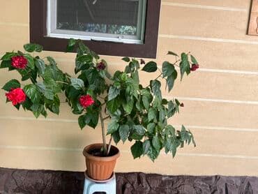 декабрист цветок: Растение гибискус в горшке, характеризующееся пышной зеленой листвой и — 4