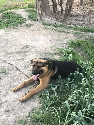 Немецкая овчарка, 2 года, Самец