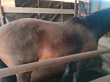 Грызуны: Продаю | Кобыла (самка) — 7