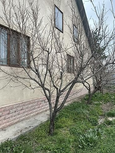 кочот роза: Персик!!!!! Плодовое дерево (садовый саженец/дерево для пересадки) - — 1