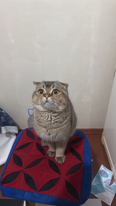 шотланская вислоухая кошка: Скотиш Фолд (Шотландская вислоухая), 7 месяцев, Мальчик, Золотая шиншилла, Приучена к лотку, Проглистована — 10