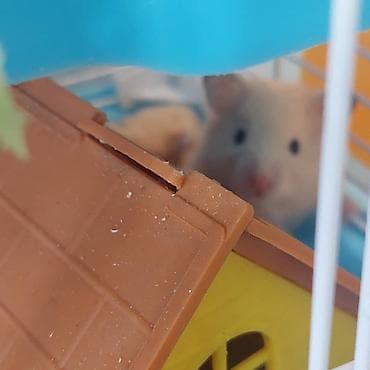 Хомяки: Клетки для хомяков с комплектующими. Варианты: - Клетка с — 7