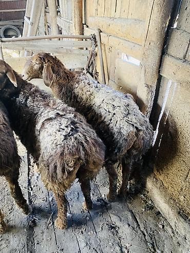 куда отдать кошку бишкек: Продаю | Овца (самка) | Для разведения — 3