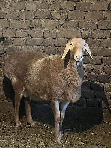 сколько стоит собака шпиц: Продаю | Овца (самка) | Для разведения — 1