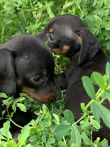 Продажа собак: Такса, 2 месяца, Самец, С прививкой — 10