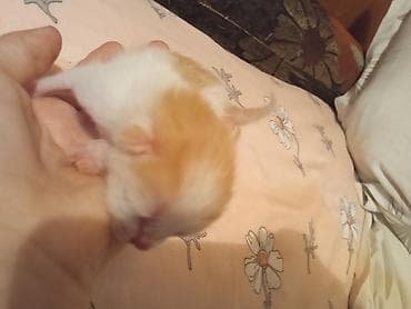 Мышыктар: Котята от трехцветной кошки - Помет новорождённых котят от ласковой — 3