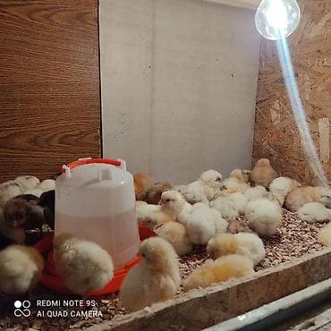 Продаю | Цыплята | Для разведения