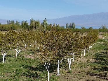 яблоневый сад: 4 соток, Для сельского хозяйства, Красная книга — 7