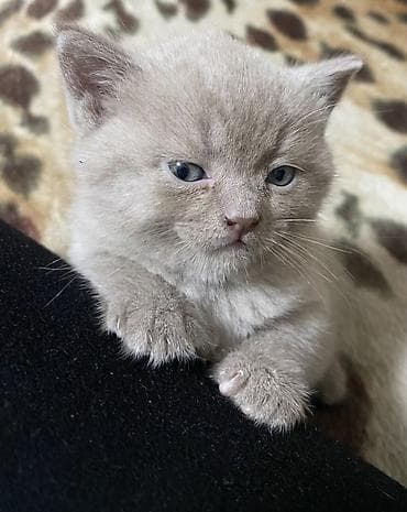 сколько стоит породистая кошка: Плюшевые медвежата: шотландско-британское очарование! Продаются — 9