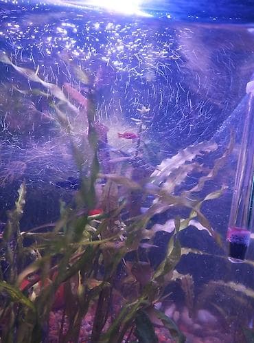 Үй жаныбарлары: Продаю аквариум полный комплект параметры: 51 см длина,высота 34 — 7