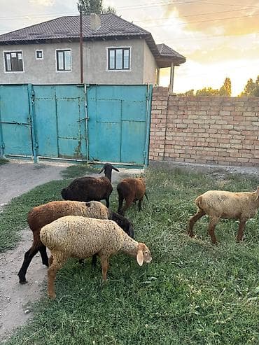 собака такса щенок: Продаю | Ягненок | На забой — 2