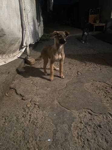 французский бульдог купить бишкек: Овчарка, 2 месяца, Самка — 2