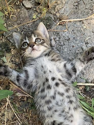 Үй жаныбарлары: Отдам 3-х месячных котят в хорошие руки. В лоток ходить умеют — 9