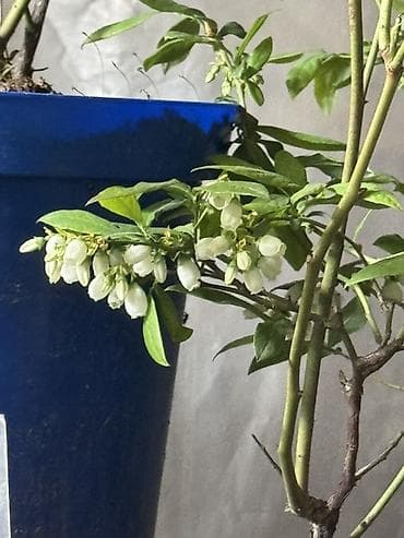 поделки на осень: Саженец голубики сорт с крупными гроздьями ягод - Тип: садовый — 4