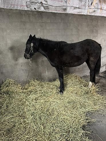 Продаю | Кобыла (самка) | Полукровка at lalafo.kg Продаю | Кобыла (самка) | Полукровка