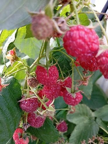 драконий фрукт: Малина кочот — 5