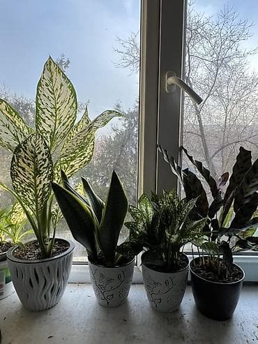 комнат цветы: Комнатные растения в декоративных горшках (набор). Состав набора на — 7