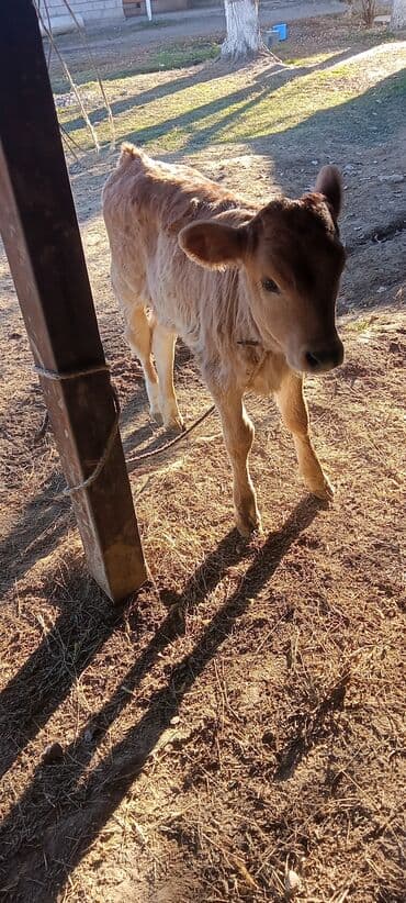 купить собаку чау чау: Продаю | Музоо, торпок | Для молока — 2