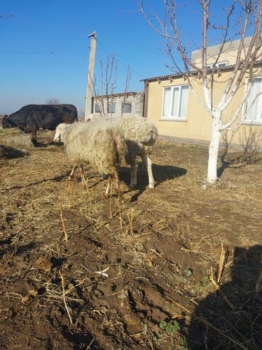 сколько стоит корова 2024: Продаю | Овца (самка) | Полукровка | Для разведения | Матка — 5