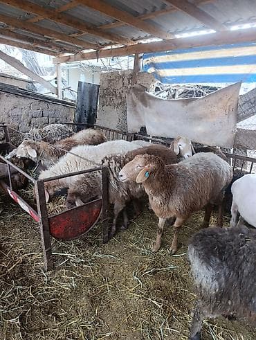 инкубатор норма: Продаю | Овца (самка) | Полукровка | Для разведения | Матка — 7