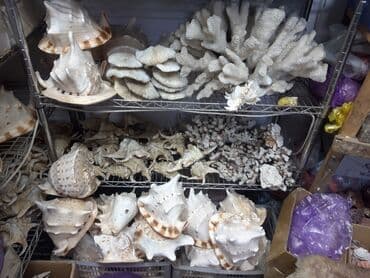 кой кыркыч: Ракушки кораллы кокосы бусы различные изделия из ракушек ракушки — 6