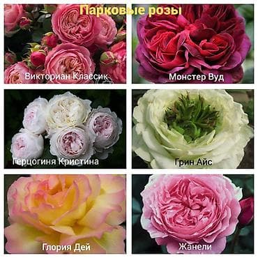 отургучтар бу: Https://t.me/blooming_garden_kg Редкие и эффектные декоративные — 3