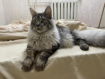 Мышыктар: Ит кууту: Мейн-кун, Эркек, 2 жаш, Эмделген, Боз — 2