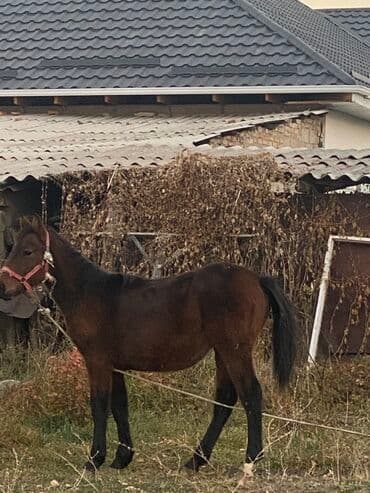 Продаю | Жеребенок | Полукровка | Рабочий — 1