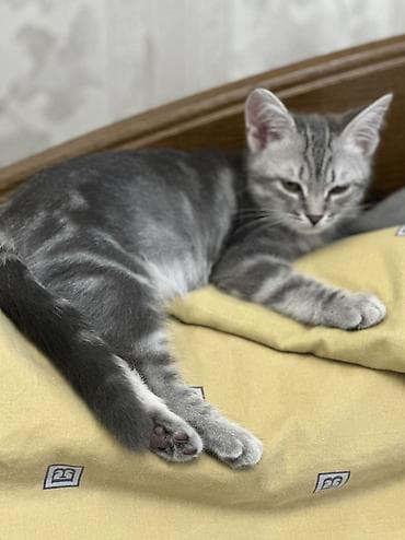 животные кошка: Котята возраст 1,5 и 2,5 месяцев . Обработаны от паразитов приучены к — 5