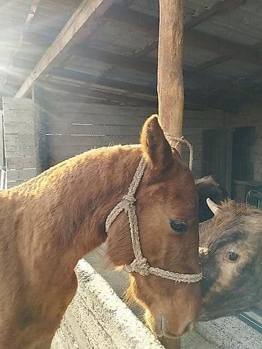 Аквариумы: Продаю | Конь (самец) | Дончак | Конный спорт | Мерин — 3