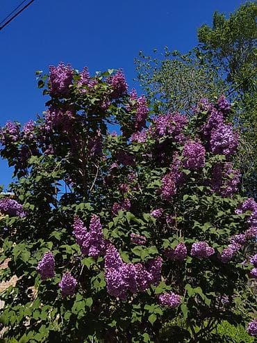 point b: Сирень на срез — 1