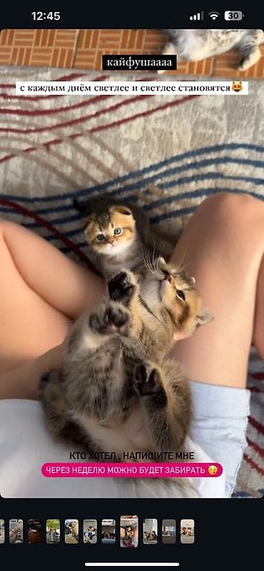 Кошки: Шотландские котята с висячими ушками (скоттиш-фолд), окрас золотая — 2
