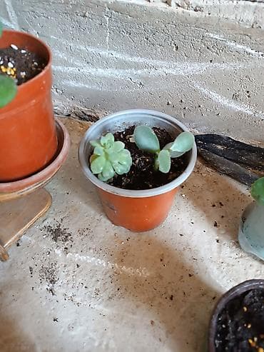 Бөлмө өсүмдүктөрү: Суккуленты в горшках — мини-коллекция - Редкий суккулент «розочки» — 8