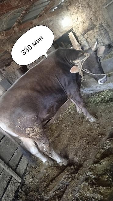 кормовая соль для животных: Продаю | Бык (самец) | Швицкая | На откорм | Привязанные — 7