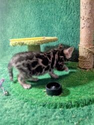 мейн кун бишкек 😺 питомник lyubushka 🐈 купить котенка 🐾 цена фото: Бенгальская, 1 месяц, Мальчик, Приучена к лотку, Проглистована, С документами — 38