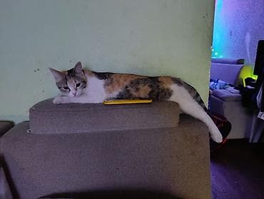 cat litter: 8 месяцев, Девочка, Черепаховый — 3