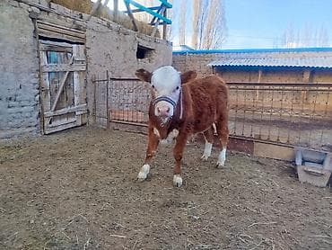 собака девочка: Продаю | Бык (самец) | Полукровка, Герефорд | На откорм | Искусственник — 1