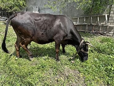 Продаю | Бык (самец) | На откорм | Привязанные at lalafo.kg Продаю | Бык (самец) | На откорм | Привязанные