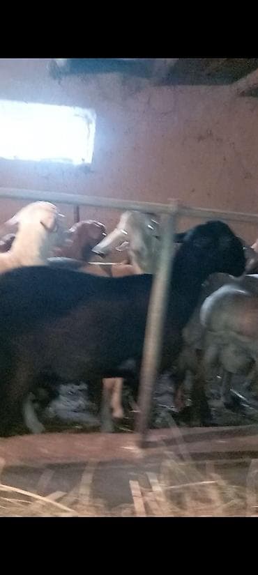 на забой: Продаю | Овца (самка) | На забой | Матка — 3