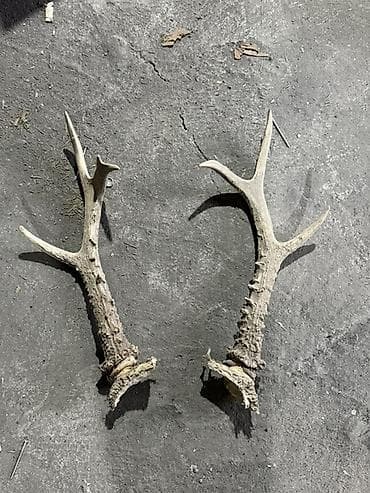 Набор натуральных рогов для декора и рукоделия. Состав: - Пара