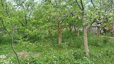 исык куль номера: Дача на Иссык-Куле, село Бостери (ближняя дача). Участок ухоженный — 3