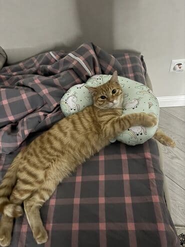 шотландская коричневая кошка: Кошка даром: Беспородная, 10 месяцев, Мальчик, Приучена к лотку — 4