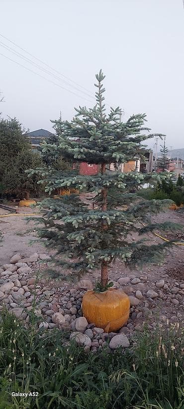 саженцы голубой ели: Саженцы деревьев: Ели, Платная доставка — 3